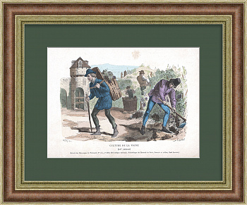 Виноградарство и виноделие в средневековой Франции. Старинная гравюра