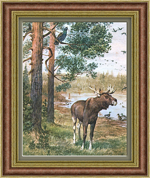 Лось и глухарь в хвойном лесу. Тиражная иллюстрация