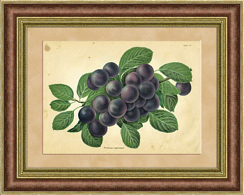 Ренклод терновый, мичуринская слива. Хромолитография