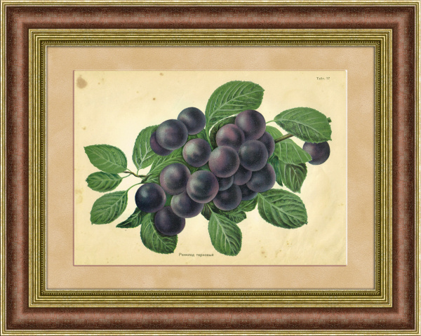 Ренклод терновый, мичуринская слива. Хромолитография