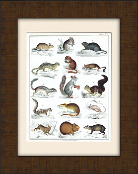 Белка, морская свинка, хомяк, бурундук, заяц и др. Старинная гравюра в раме