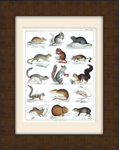 Белка, морская свинка, хомяк, бурундук, заяц и др. Старинная гравюра в раме