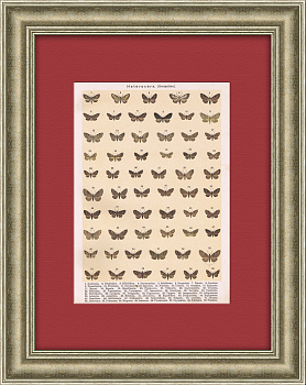 Разновидности бабочек и мотыльков. Хромолитография в раме