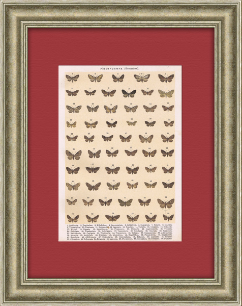 Разновидности бабочек и мотыльков. Хромолитография в раме