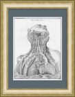 Нервы человека: шея, плечи, сердце. Гравюра 1853 года