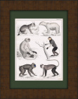 Рысь, белый медведь, мартышка мона, гульман и др. Антикварная гравюра