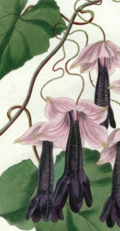 мексиканская лиана  «пурпурный колокол» (родохитон). антикварная гравюра с ручной раскраской