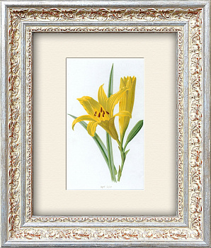 Желтая лилия. Старинная литография в раме