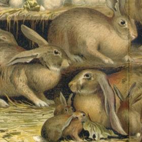 "Породы кроликов", антикварная литография в раме