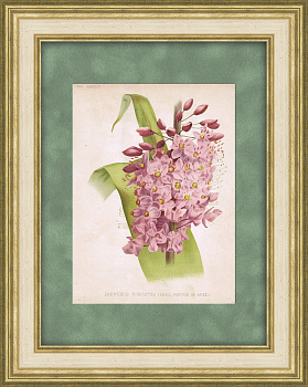 Эремурус мощный. Старинная литография в раме