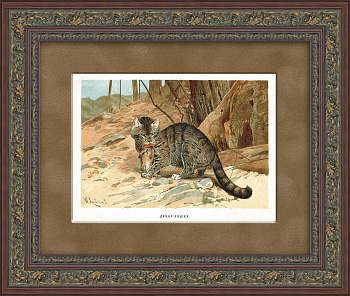 Дикая кошка. Старинная хромолитография, 19 век