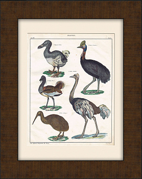 Додо, казуар, дрофа, страус, киви. Редкая гравюра с ручной раскраской