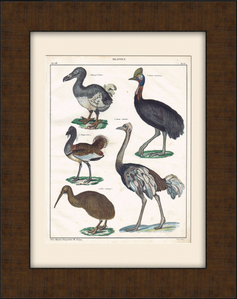 Додо, казуар, дрофа, страус, киви. Редкая гравюра с ручной раскраской