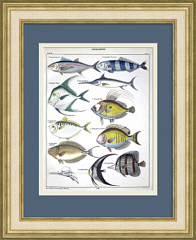 Морские рыбы: скумбрия, рыба-меч, лоцман. Уникальная гравюра 19 века