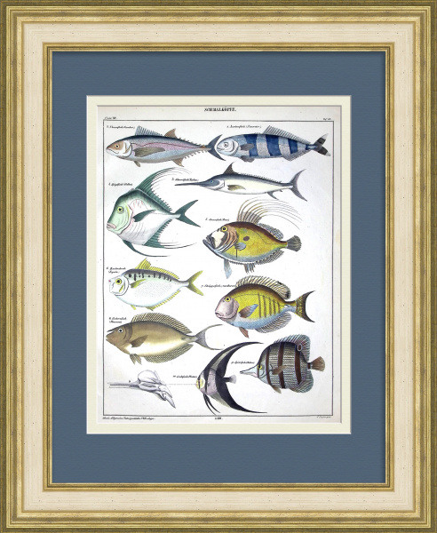 Морские рыбы: скумбрия, рыба-меч, лоцман. Уникальная гравюра 19 века Морские рыбы: скумбрия, рыба-меч, лоцман. Уникальная гравюра 19 века