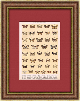 Бабочки и мотыльки. Антикварная хромолитография