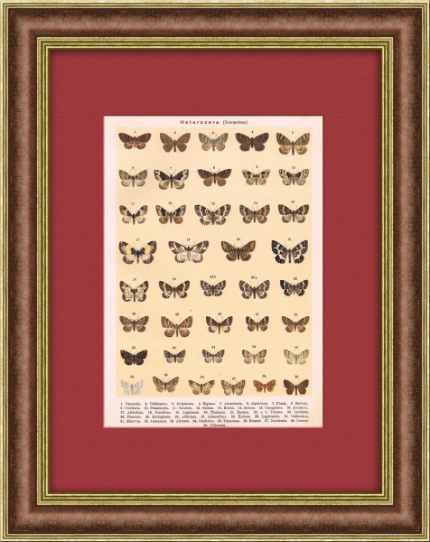 Бабочки и мотыльки. Антикварная хромолитография
