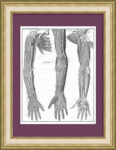 Вены человеческих рук. Гравюра 1853 года в раме
