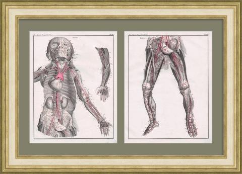 Артерии человека. Панно из гравюр 19 века