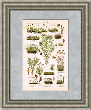 Мхи, старинная хромолитография 1904 года