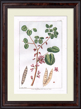 Дерево любви - багрянник. Большая, редкая гравюра 18 века