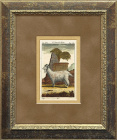 Ангорская коза, старинная гравюра, 1720-1750 годы