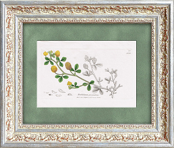 Клевер полевой. Старинная гравюра с акварельной раскраской