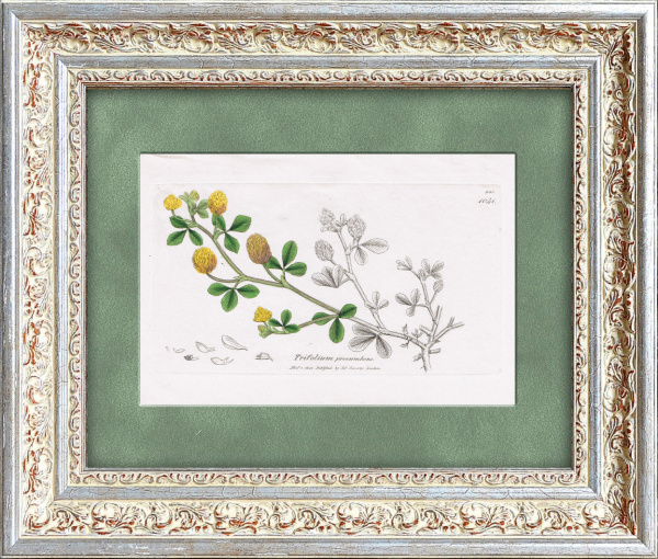 Клевер полевой. Старинная гравюра с акварельной раскраской