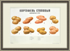 Картофель, высокоценные сорта. Большой плакат СССР
