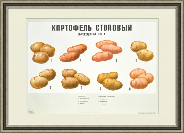 Картофель, высокоценные сорта. Большой плакат СССР Картофель, высокоценные сорта. Большой плакат СССР