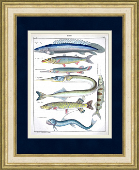 Щукообразные рыбы: многопер, барракуда, щука, сарган. Редкая гравюра