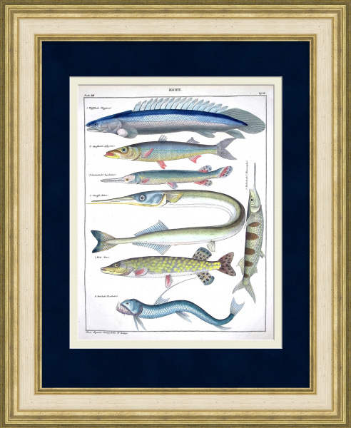 Щукообразные рыбы: многопер, барракуда, щука, сарган. Редкая гравюра