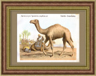 Дромадер (Аравийский верблюд). Антикварная хромолитография