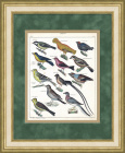 Синица, клест и другие птицы. Гравюра середины 19 века