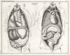 анатомия человека: внутренние органы, вид спереди и вид сбоку",  антикварные гравюры 1843 года