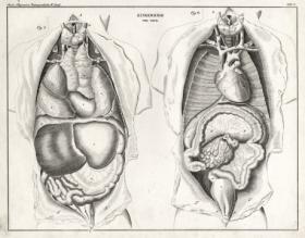 Анатомия человека: внутренние органы, вид спереди и вид сбоку",  антикварные гравюры 1843 года