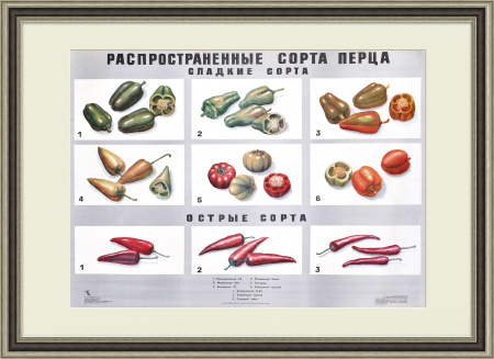 Перец, распространенные сорта. Советский плакат