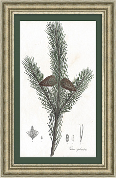 Сосна обыкновенная. Антикварная литография