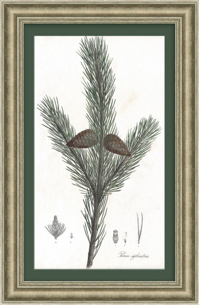 Сосна обыкновенная. Антикварная литография