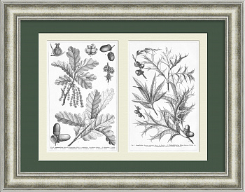 Дубы и желуди. Литографии 19 века