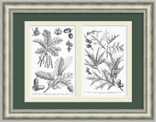 Дубы и желуди. Литографии 19 века