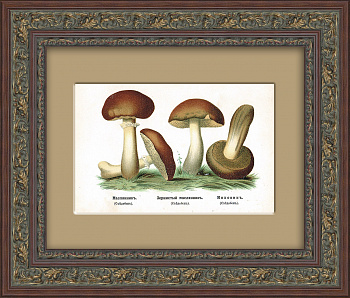 Маслята и моховик. Антикварная хромолитография 19 века