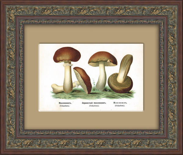 Маслята и моховик. Антикварная хромолитография 19 века